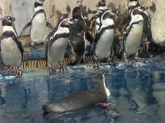 -太平洋海底世界