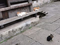 -八卦田遗址公园