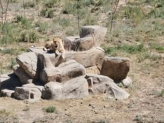 -新疆天山野生动物园