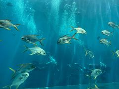 -瑞德姆美人鱼海底演艺主题餐厅(亚龙湾店)
