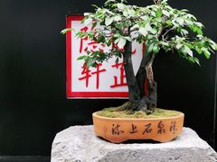 -觀芷隐轩