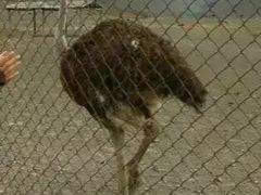 -新疆天山野生动物园