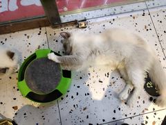-喵喵咪呀布偶猫咖(春熙路店)