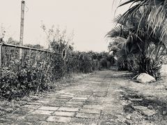 -南沙蒲洲花园