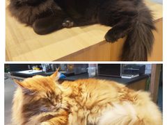 -藏猫猫咖啡主题馆(中央大道店)