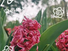 -上海鲜花港