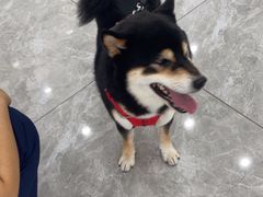 -瑞鹏宠物医院·骨外科·心肾科·肿瘤科(九亭店)
