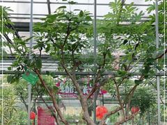 -南宫五洲植物乐园