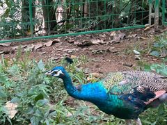 -西双版纳原始森林公园