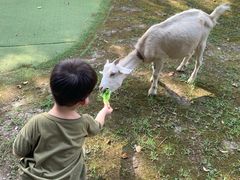 -上海佘山世茂艾美酒店