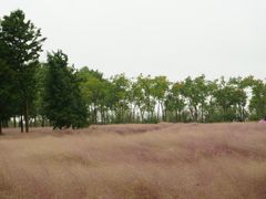 -南湖湿地公园