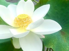 -陈家山荷花公园
