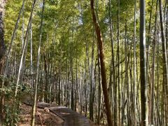 -上海佘山国家森林公园西佘山园