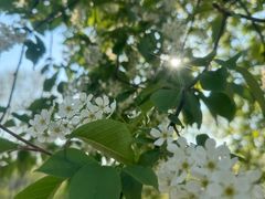 -黑龙江省森林植物园