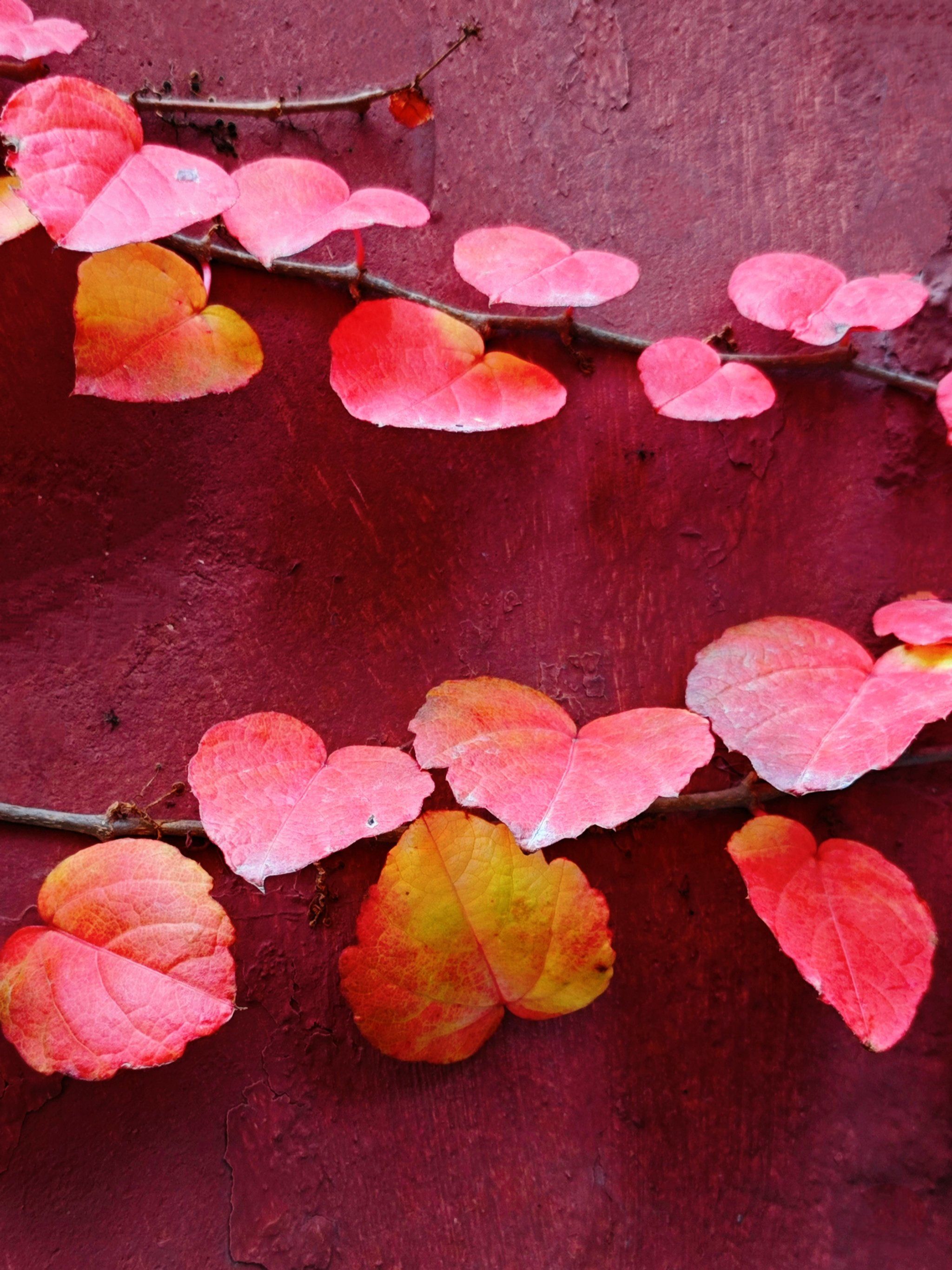 偶遇红色爬山虎,叶片都是爱你的形状