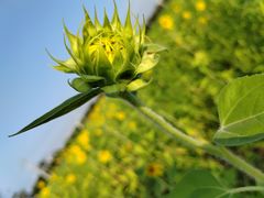 -贡湖湾湿地公园