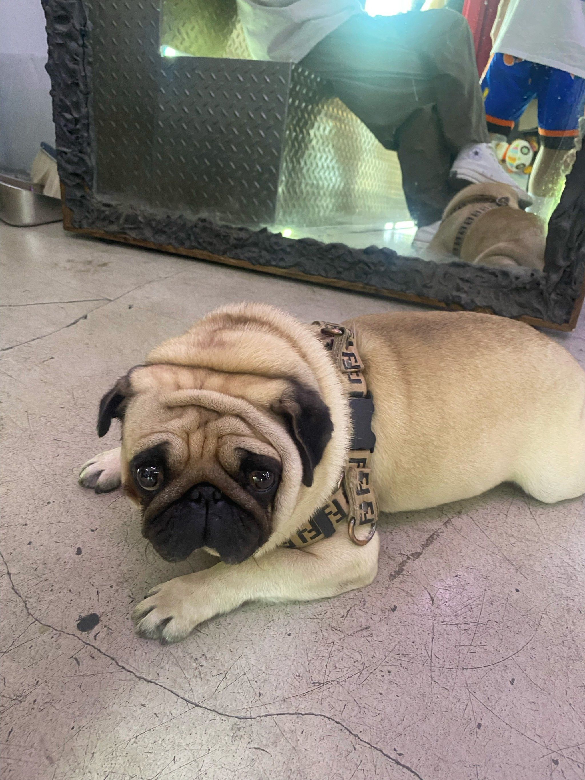 店里的巴哥犬很乖很搞笑很好撸