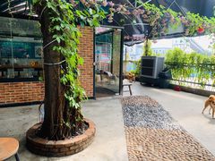 -柴犬高等学院·狗咖·柴犬售卖·宠物训练