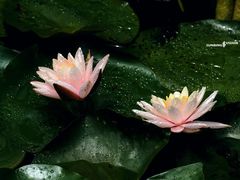-荷塘月色湿地公园·向阳花洲