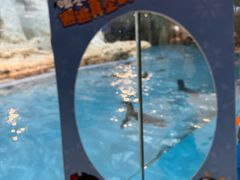 -帝企鹅自助餐厅•儿童岛•真企鹅(长隆企鹅酒店)