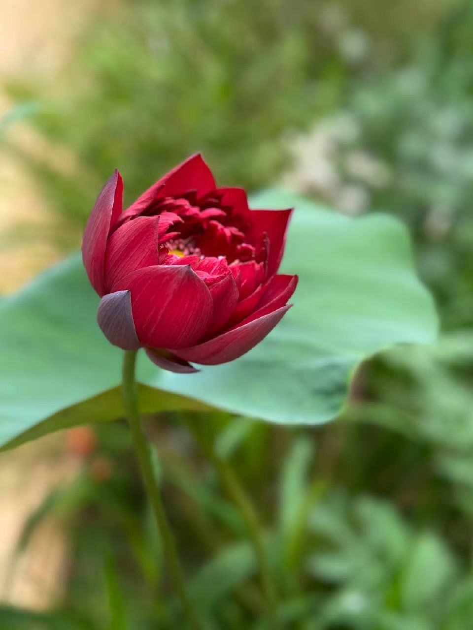 清雅又妩媚的红色荷花 ​