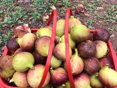 -武汉世外桃源农庄