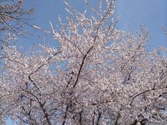 -桃花堤公园