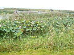 android_upload_pic-鄱阳湖国家湿地公园