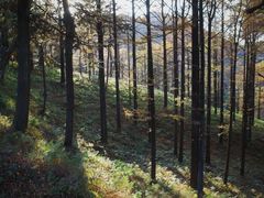 -四明山国家森林公园