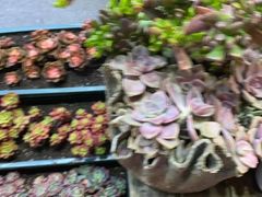 -老姐石板烧烤+铜炭火锅(总店)