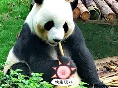-卧龙中华大熊猫苑神树坪基地