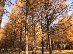 -塞罕坝国家级自然保护区