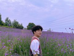-紫颐香薰山谷景区
