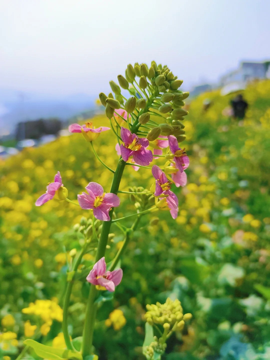 重庆大渡口油菜花图片