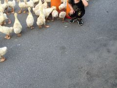 -武汉世外桃源农庄