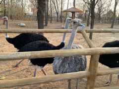 -大连森林动物园