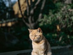 -龙华寺