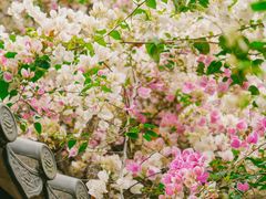 -深圳国际园林花卉博览园