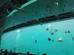 -瑞德姆美人鱼海底演艺主题餐厅(亚龙湾店)