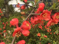 -嬉乐湾休闲旅游区