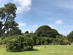 -墨尔本皇家植物园