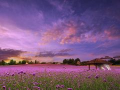 -紫颐香薰山谷景区