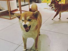 -柴务处·柴犬主题狗咖