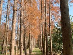 -上海长兴岛郊野公园