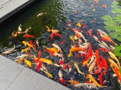 -广州白天鹅宾馆