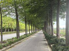 -上海长兴岛郊野公园