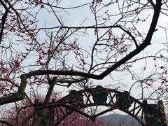 -香雪海