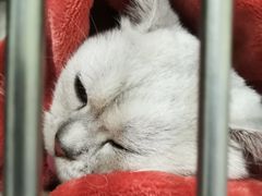 -艾吉宠物医院·疑难杂症转诊中心·猫友好(碧江路院)