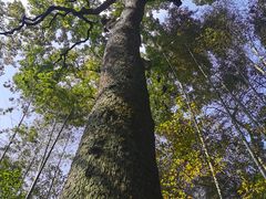 -西湖风景区十里琅珰-五云山