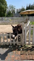 点击看大图 -前小桔亲子创意农场·草莓采摘·露营烧烤